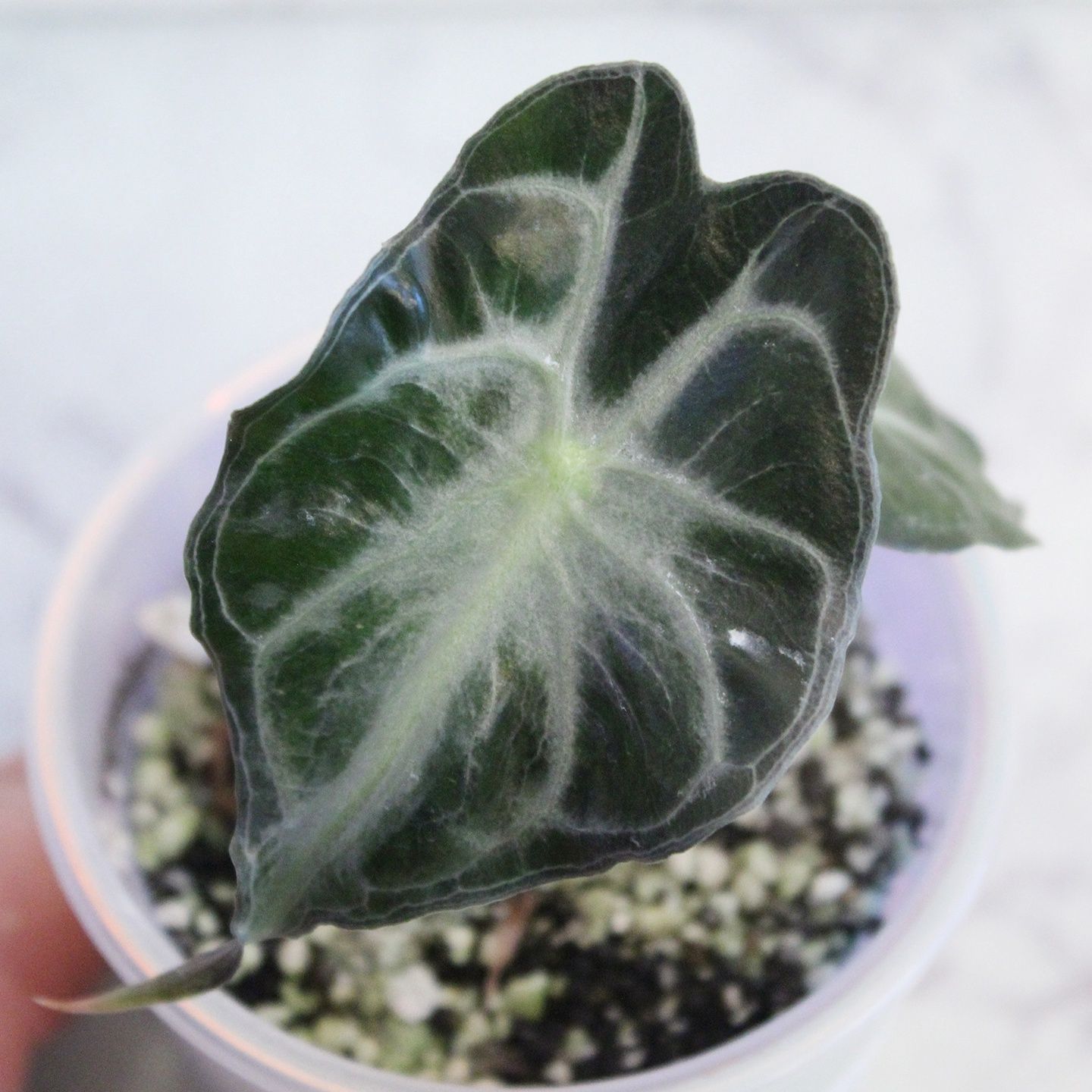 Alocasia Venom