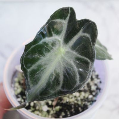 Alocasia Venom