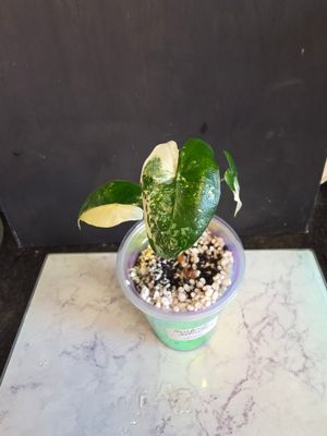 Alocasia Zebrina Albo Variegated