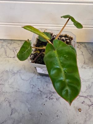 Philodendron Billietiae