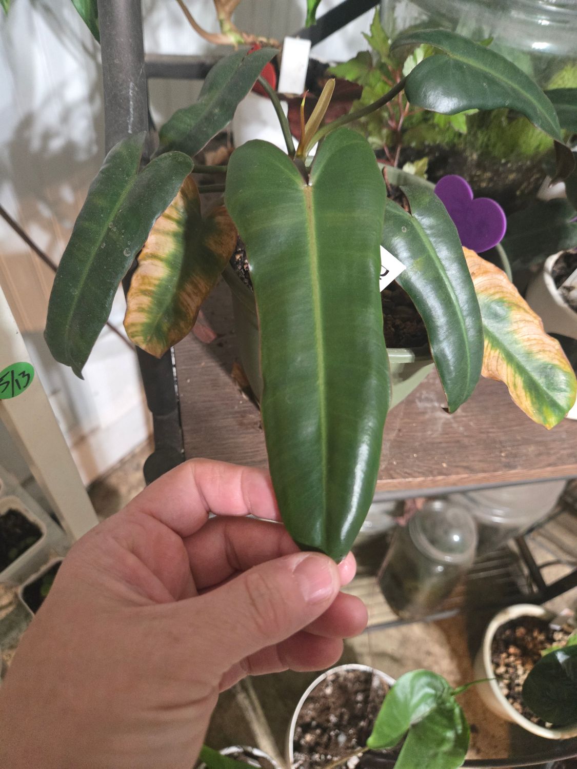 Philodendron Atabapoense
