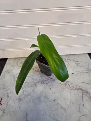 philodendron crassinervium