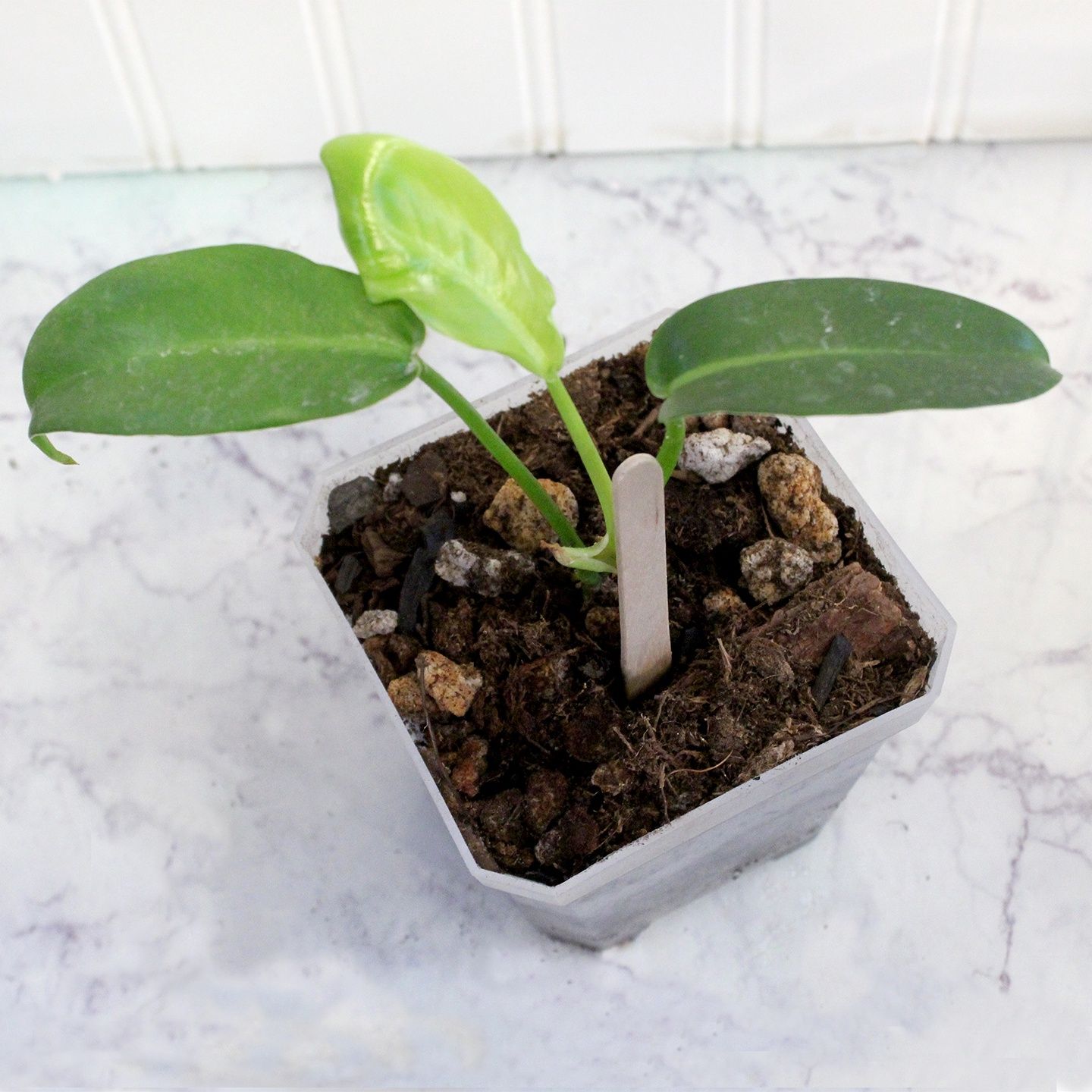 Philodendron Jerry Horne