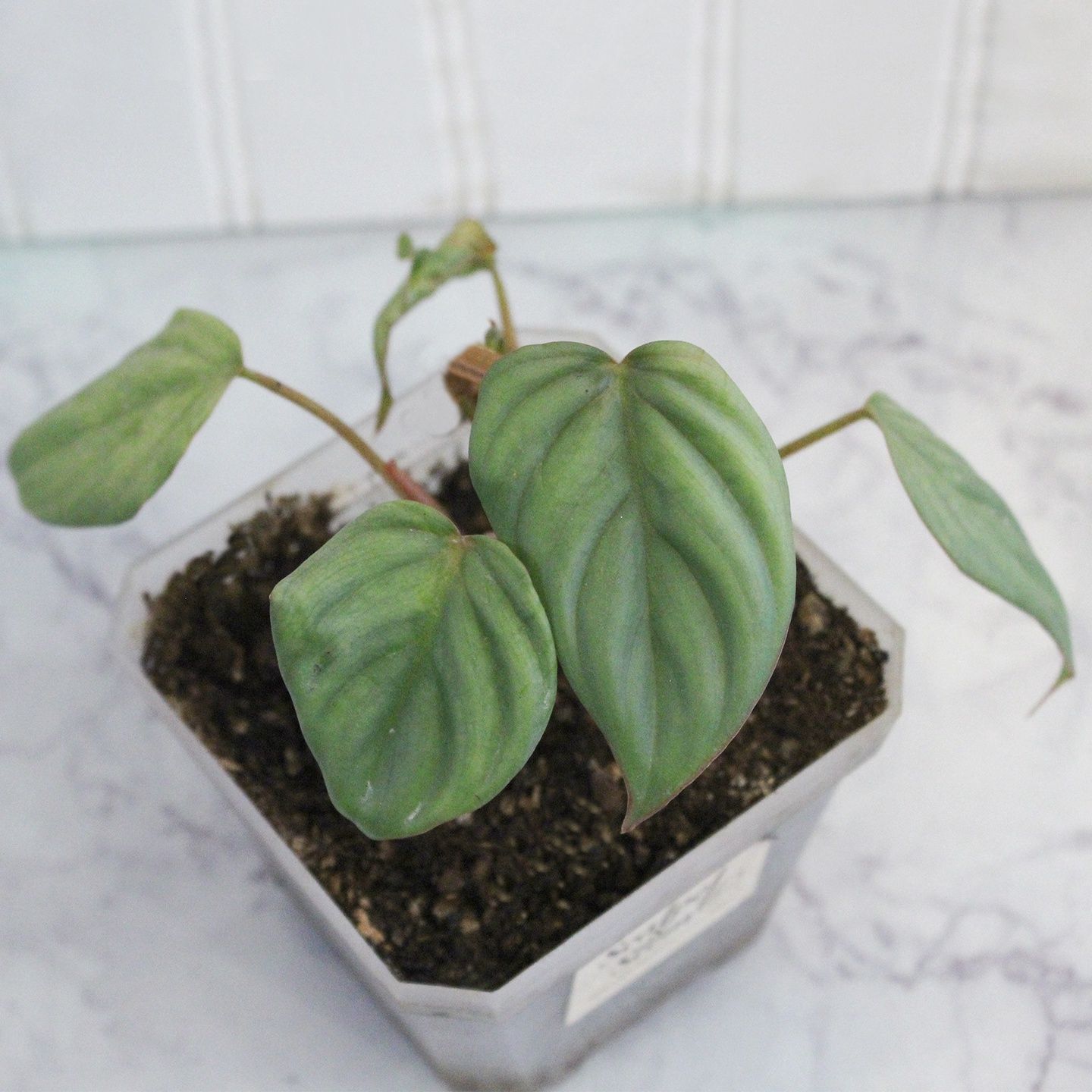 Philodendron sp Columbia