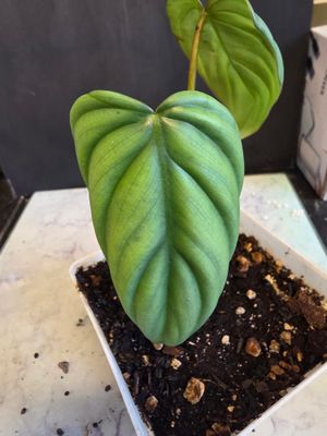 Philodendron sp Columbia