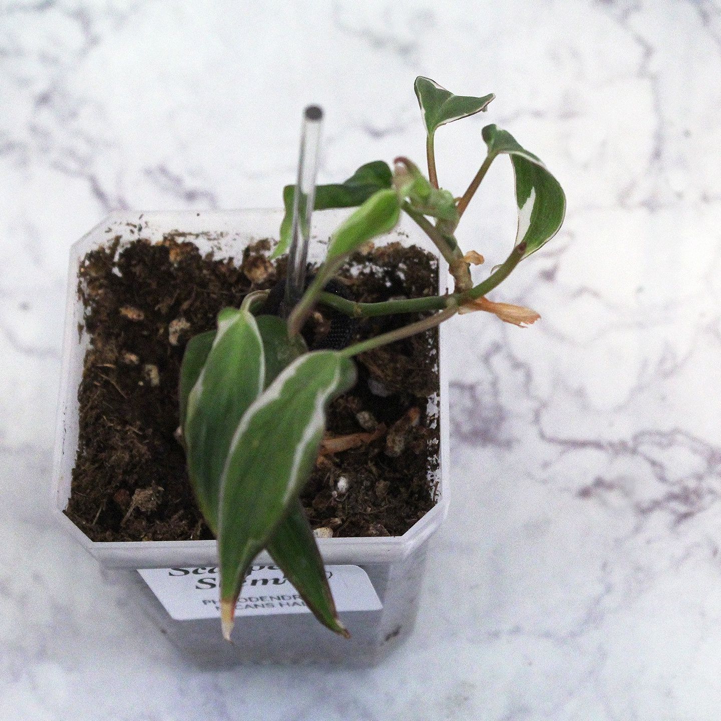 Philodendron Micans Halo