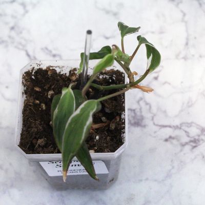 Philodendron Micans Halo