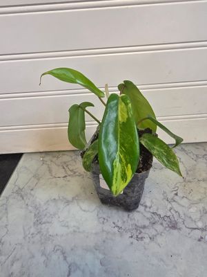 Philodendron Florida Beauty