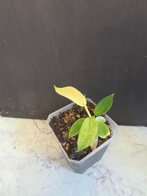 Philodendron Florida Ghost
