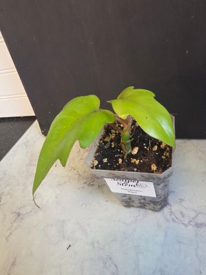 Philodendron Mayoi