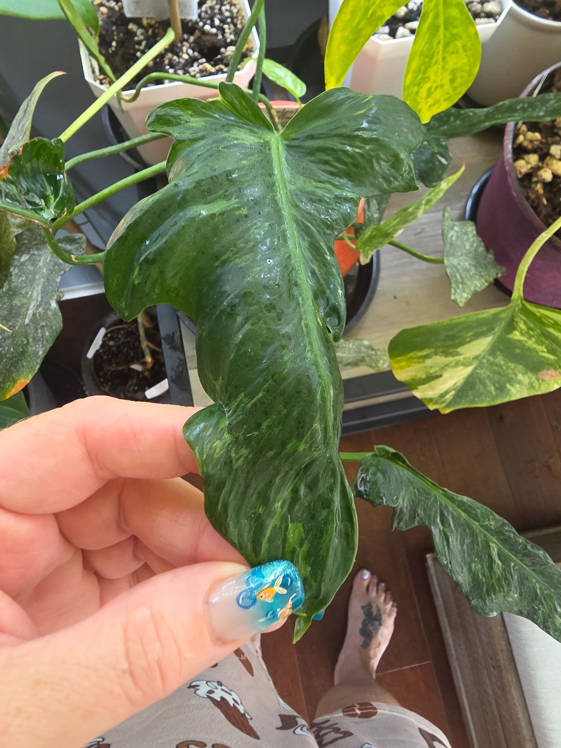 Philodendron Minarum Mottled Dragon