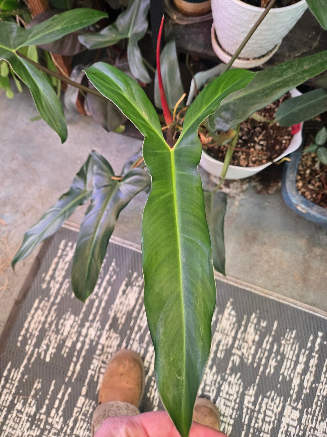 Philodendron Mexicanum