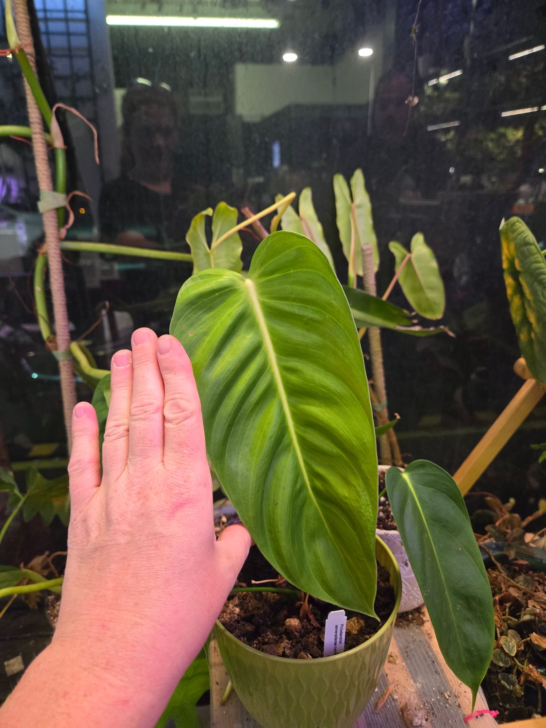 Philodendron Sharoniae
