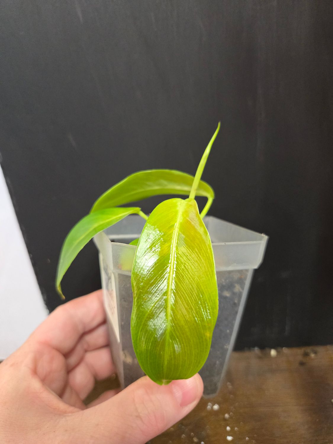 Philodendron Patriciae