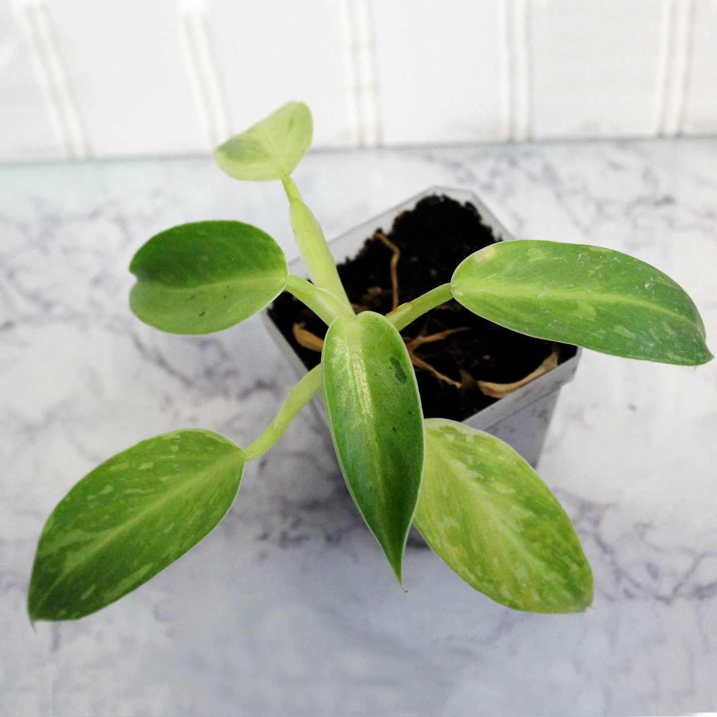 Philodendron Jose Bueno