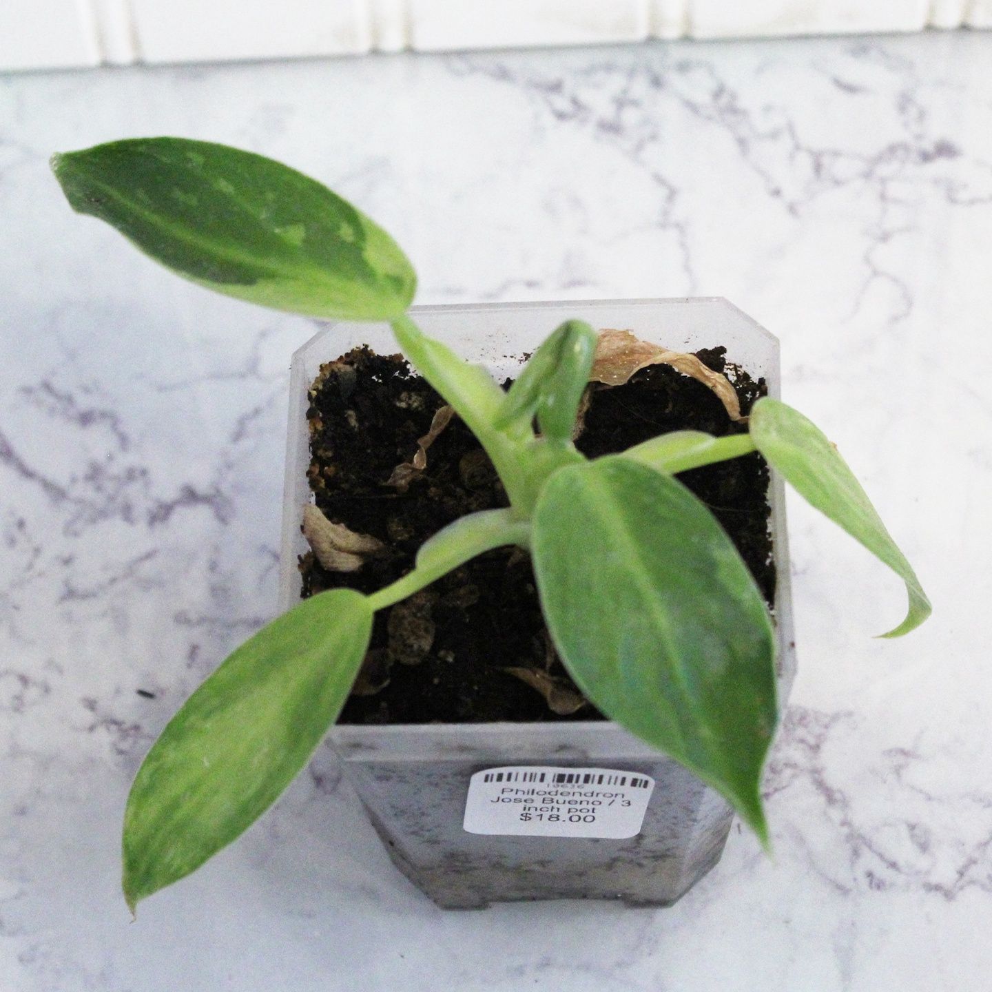 philodendron golden princess Philodendron Persimmon Princess – Plantamani Plants main image 0