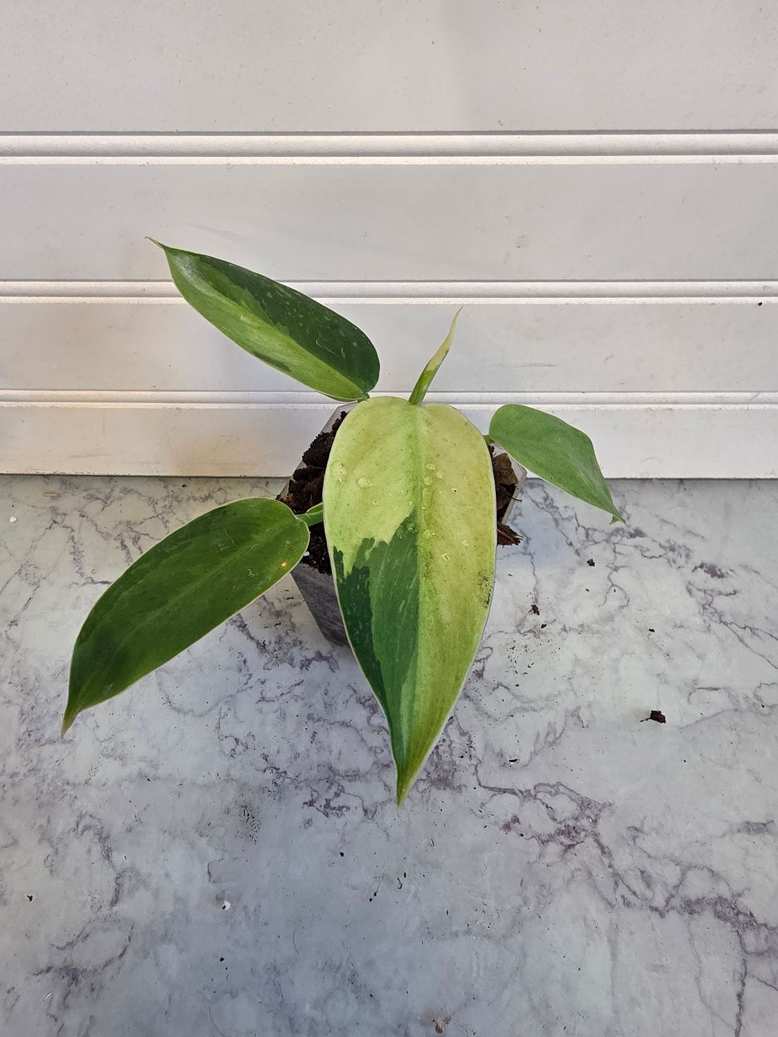 Philodendron Jose Bueno