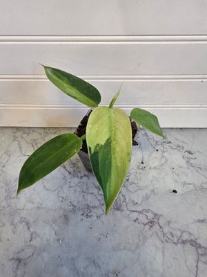 Philodendron Jose Bueno