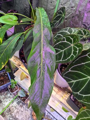 Anthurium Big Bill