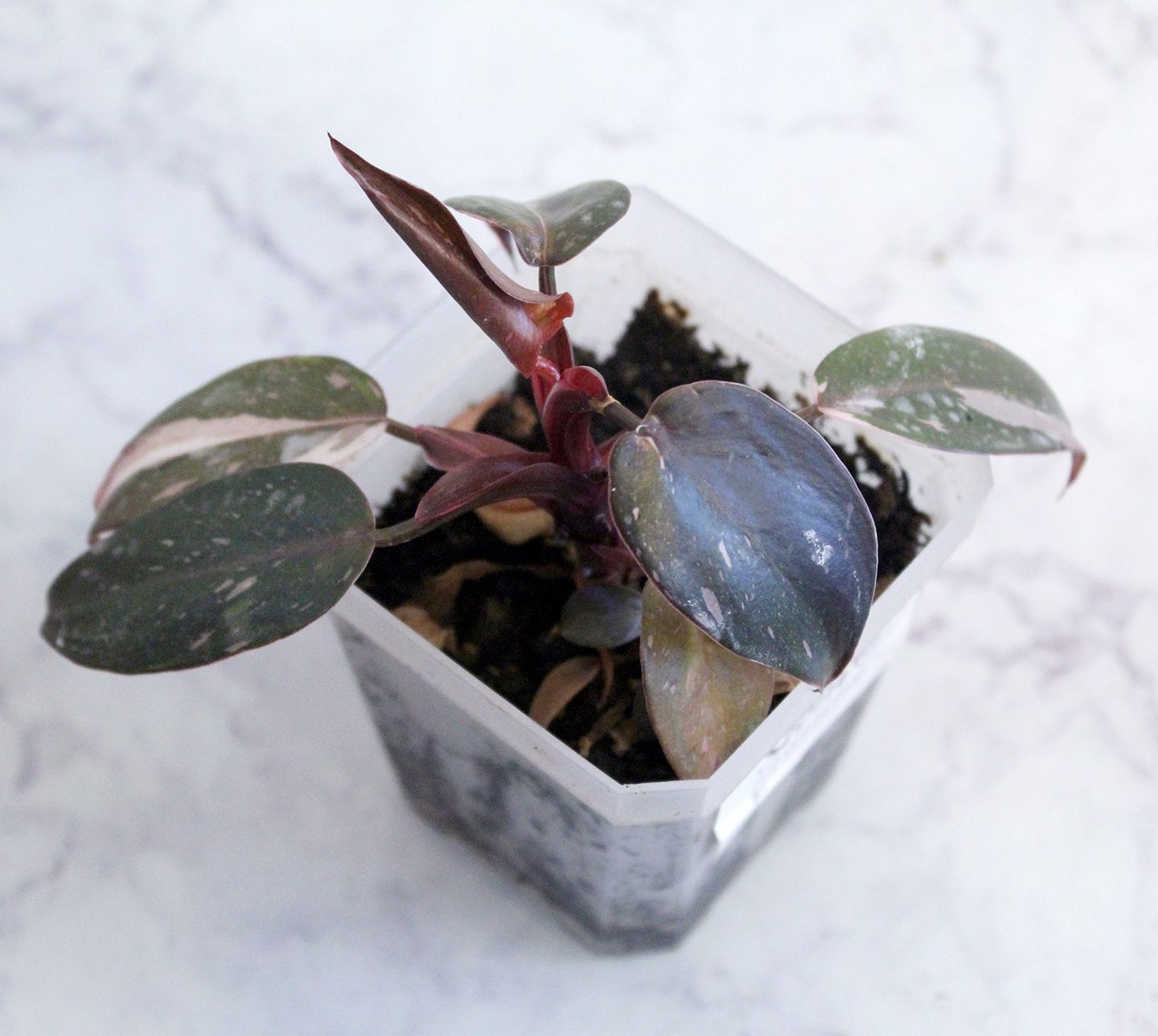 Philodendron Red Anderson