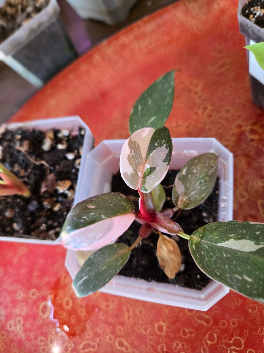 Philodendron Red Anderson
