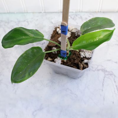 Philodendron Squamiferum