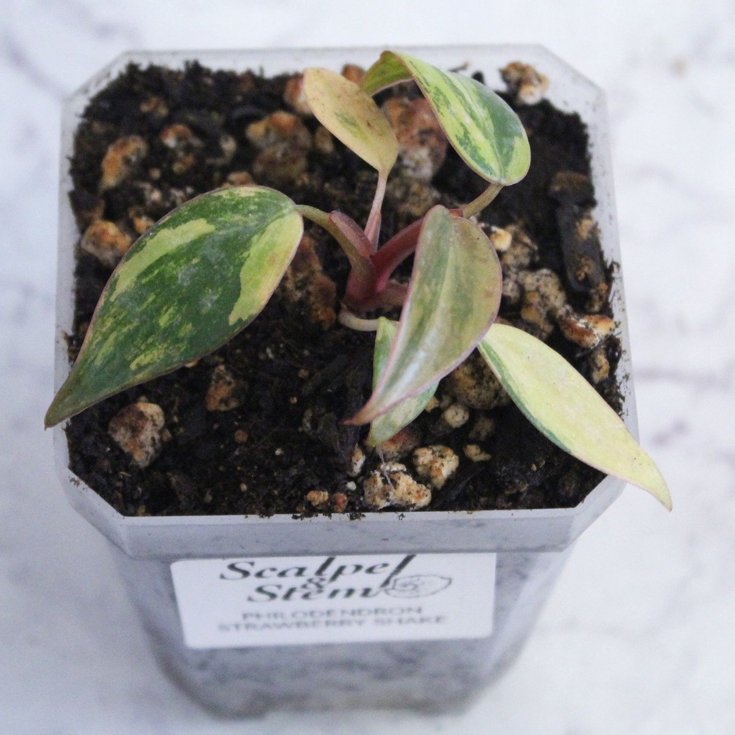 Philodendron Strawberry Shake