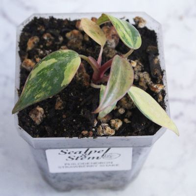Philodendron Strawberry Shake