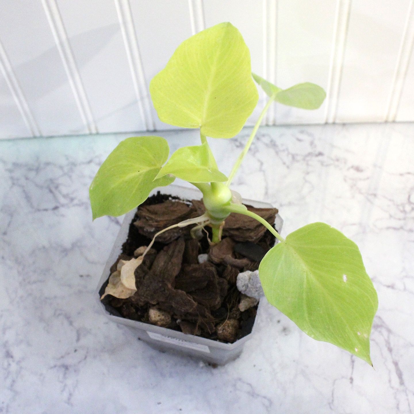 Philodendron Warscewiczii Aurea