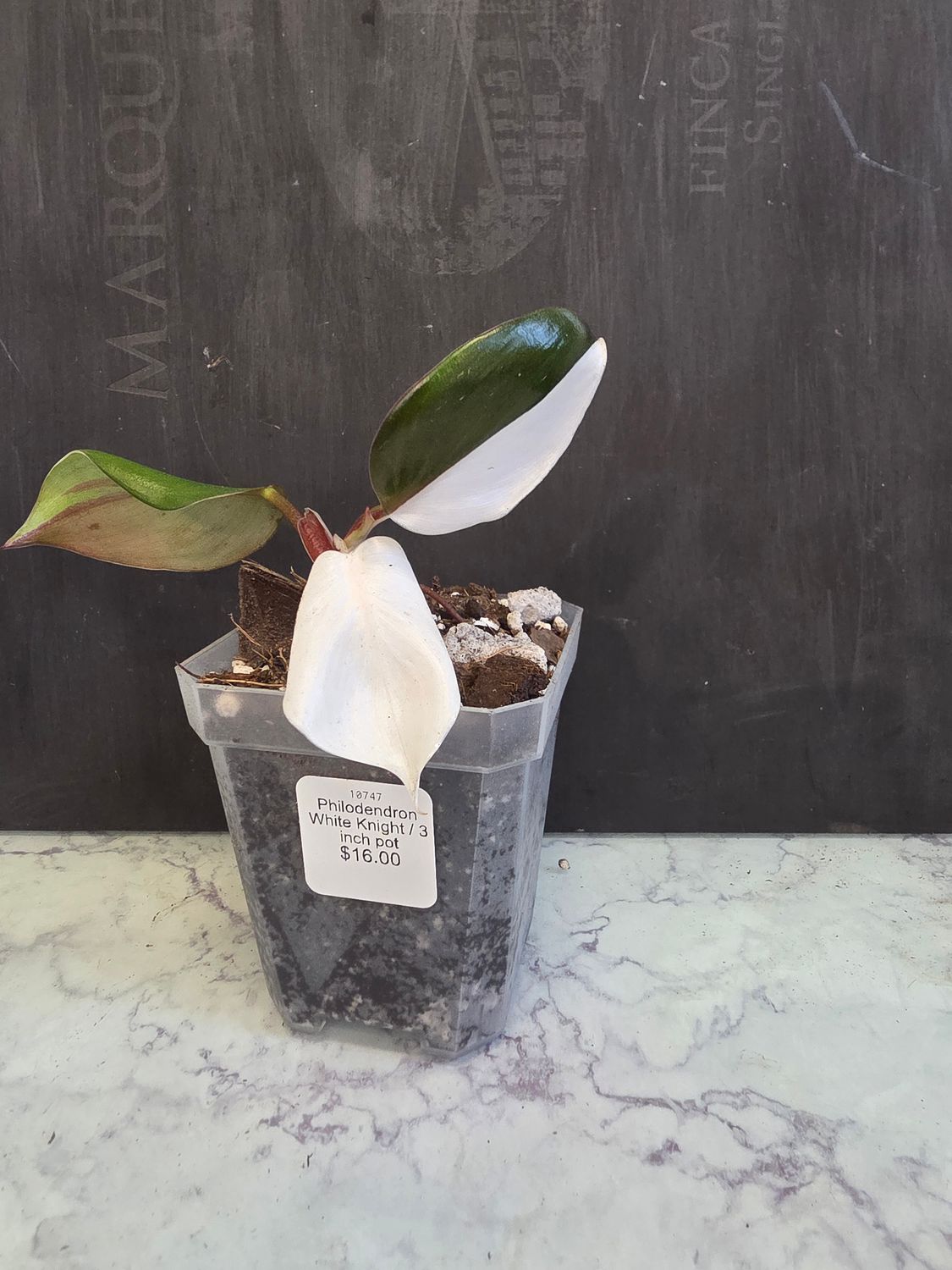 Philodendron White Knight