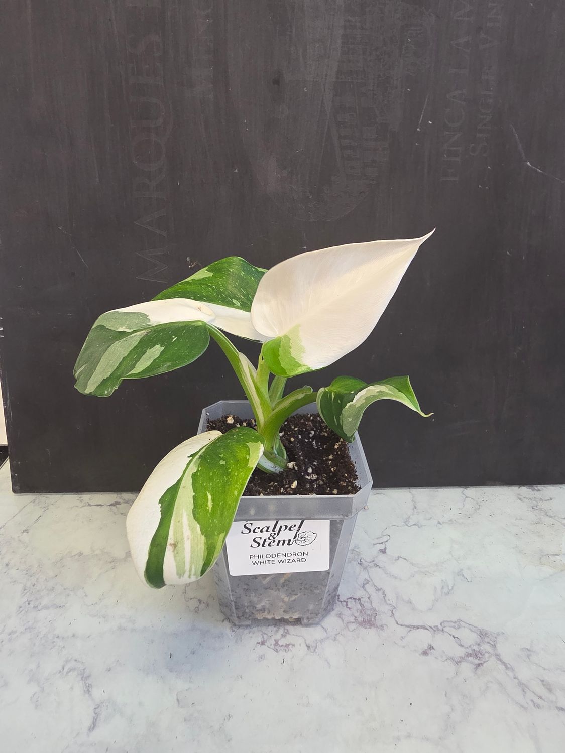 Philodendron White Wizard