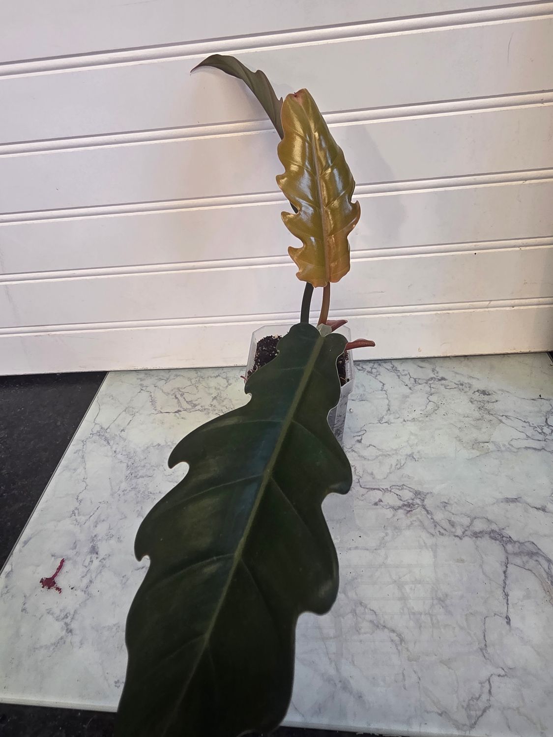 Philodendron Pluto