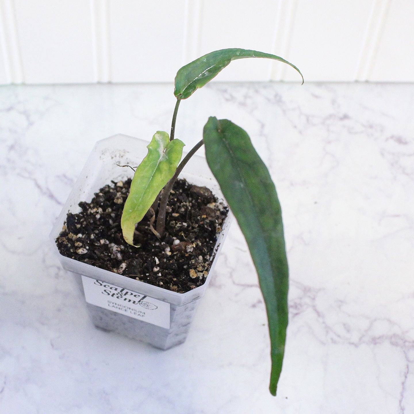 Syngonium Lance Leaf