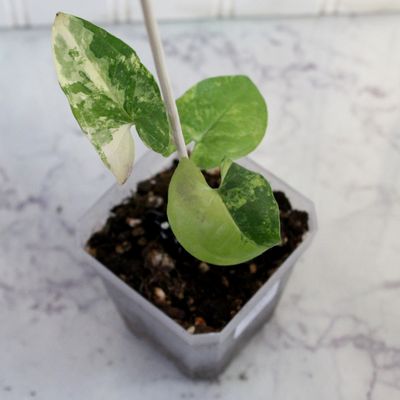 Syngonium Podophyllum Aurea