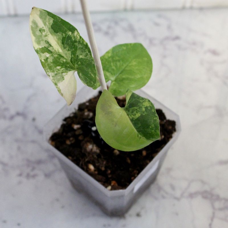 Syngonium Podophyllum Aurea