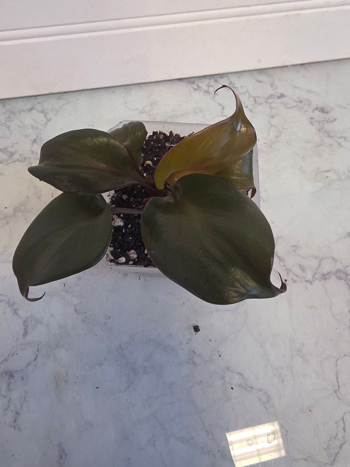 Philodendron Red Heart