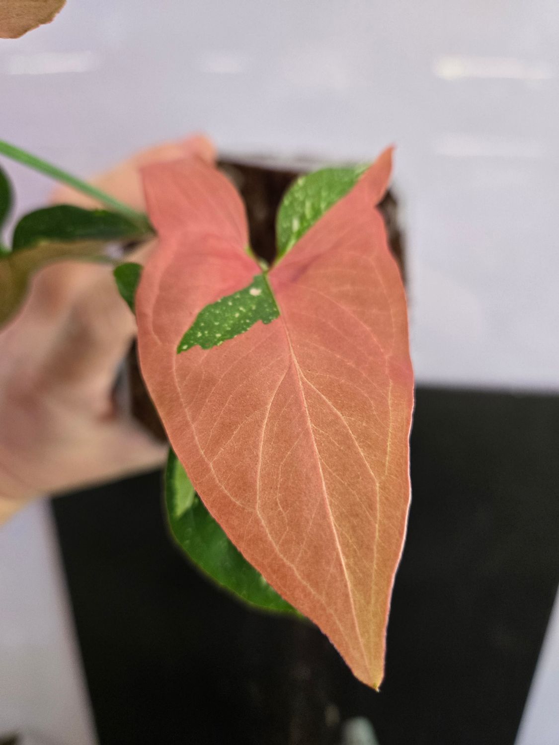 Syngonium Red Spot Tricolor