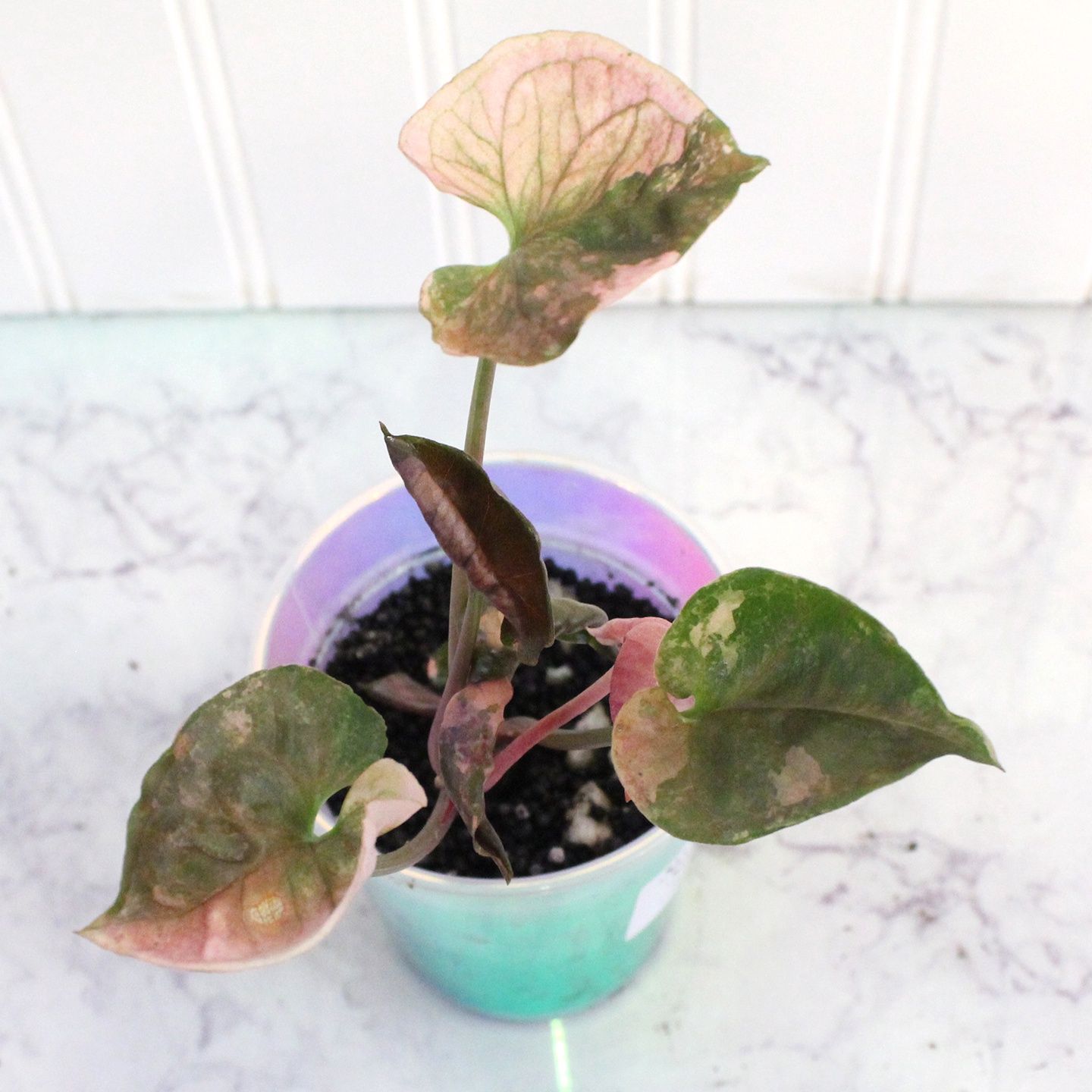 Syngonium Strawberry Ice