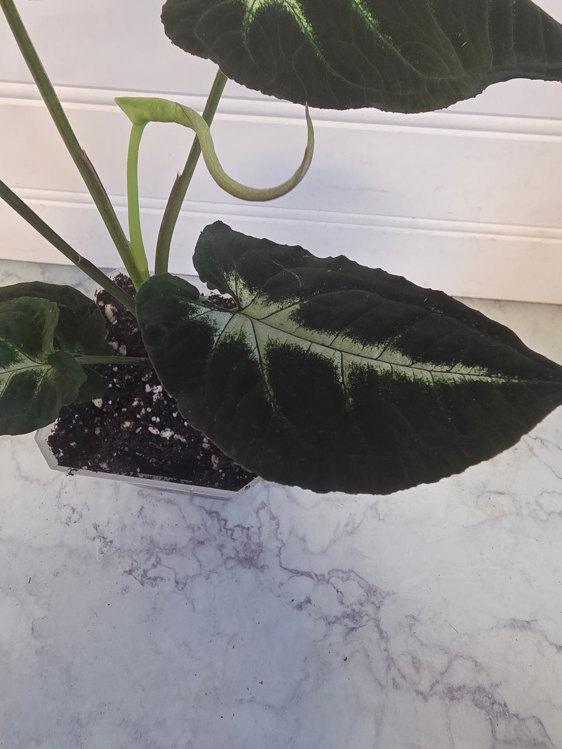 Syngonium Rayii