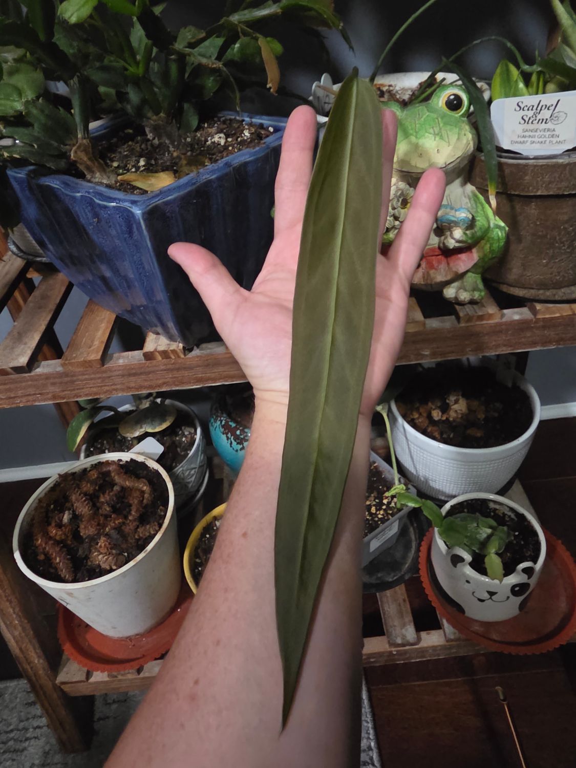 Anthurium Bakeri