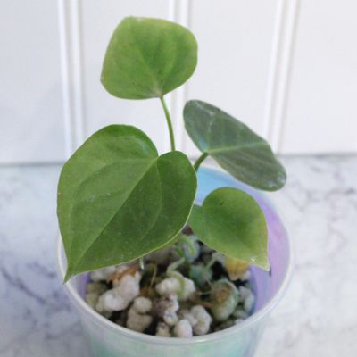 Anthurium Flamingo Chocolate