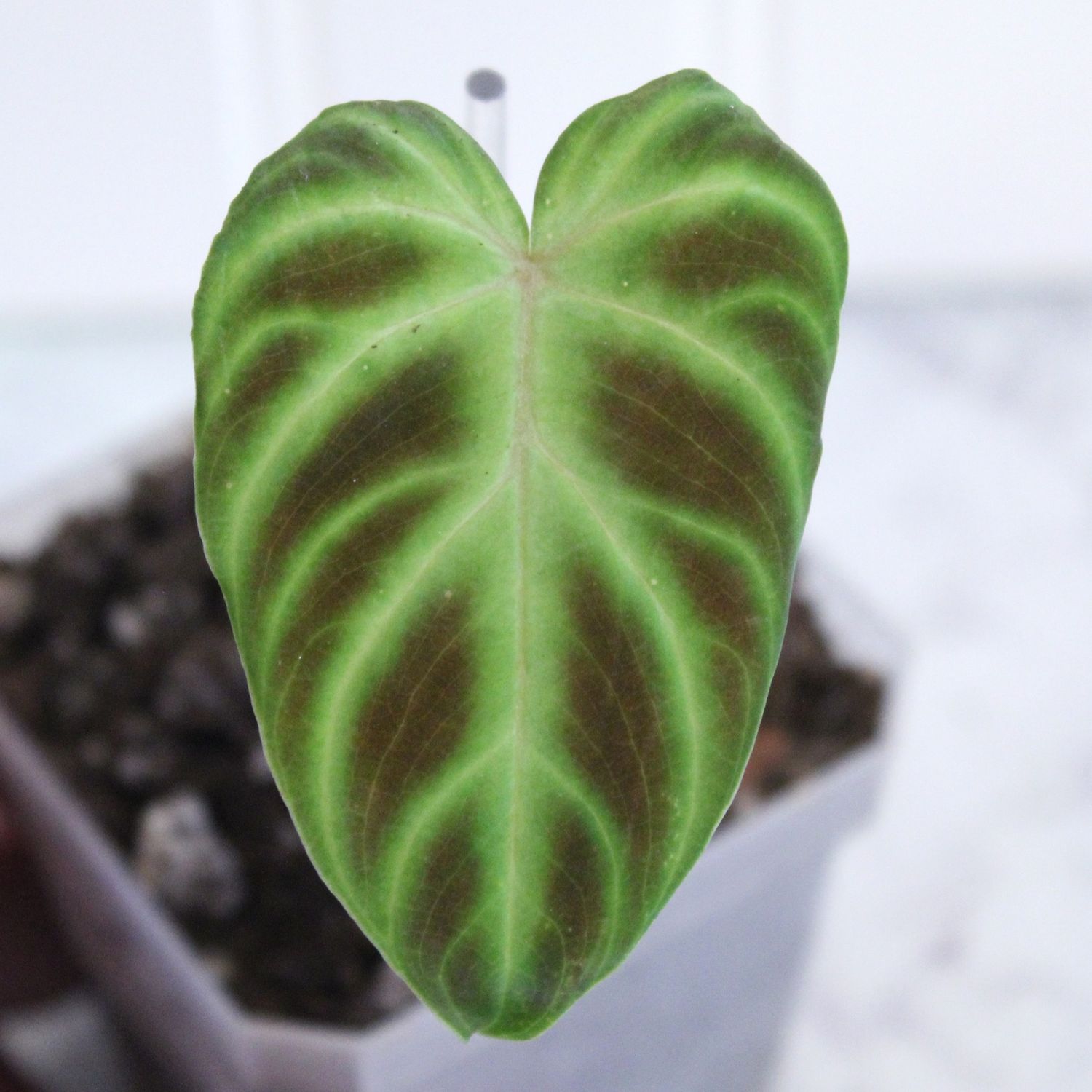 Philodendron Verrucosum Netherlands