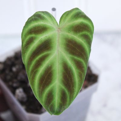 Philodendron Verrucosum Netherlands