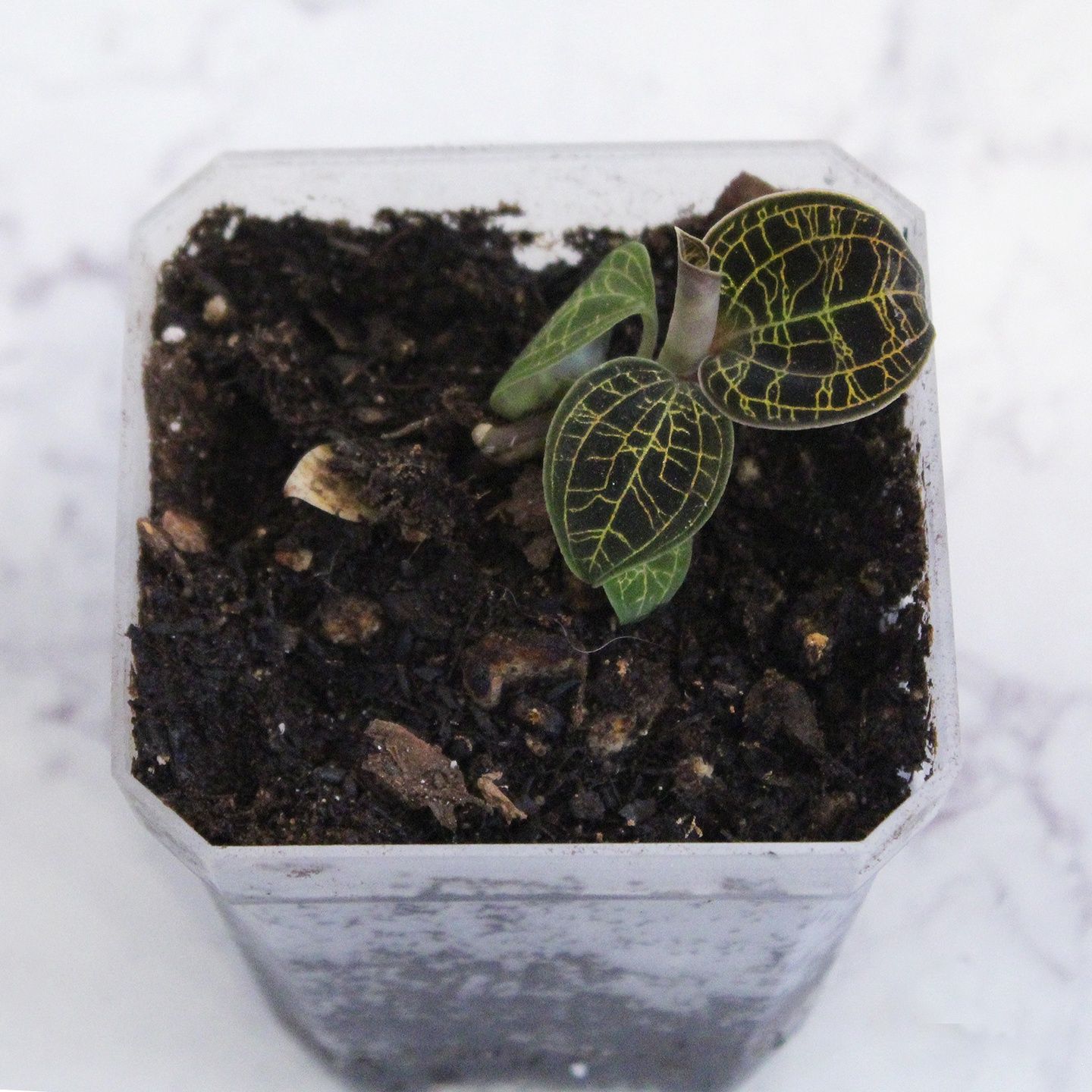 Macodes Petola Jewel Orchid