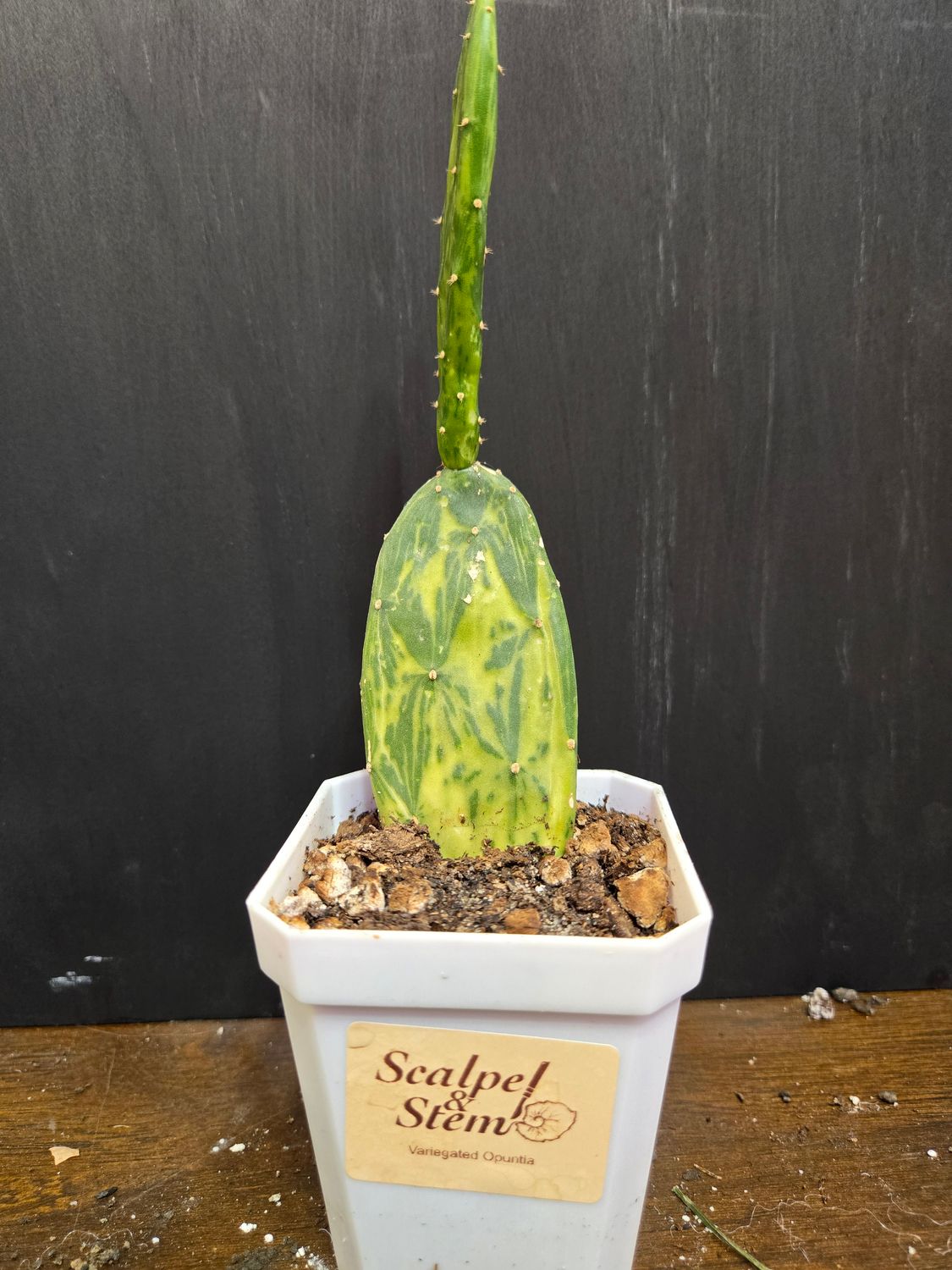 Opuntia Cochenillifera Variegated Prickly Pear Cactus