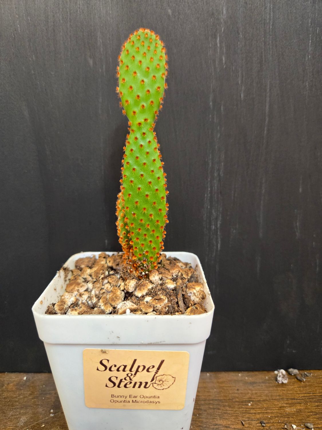 Opuntia Microdasys Bunny Ear Cactus