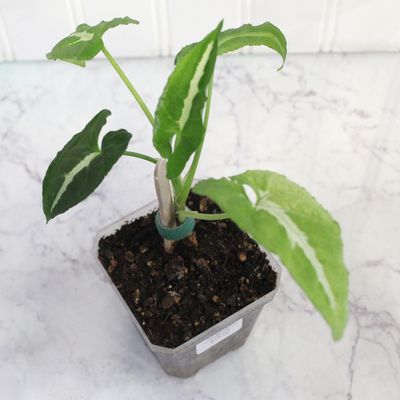 Syngonium Wendlandii