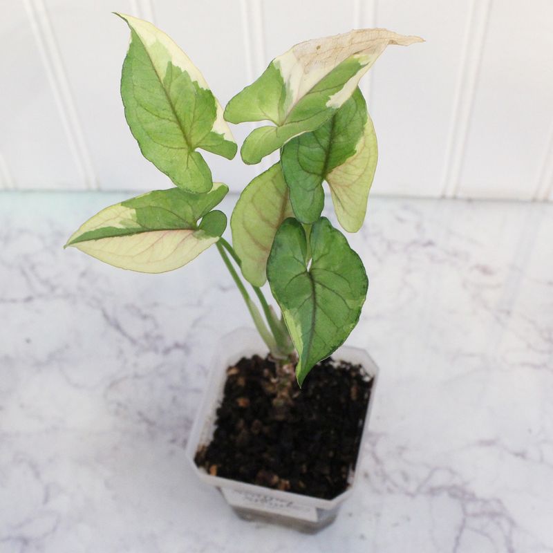 Syngonium White Princess