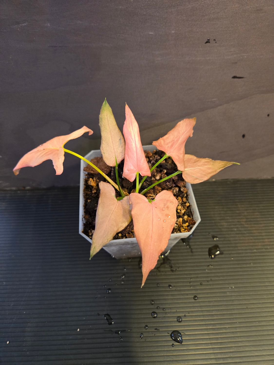 Syngonium Mickey