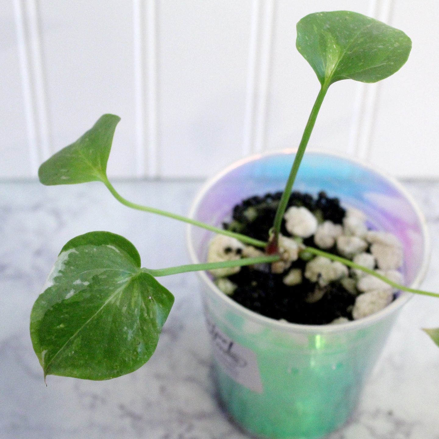 Anthurium Renaissance Variegated